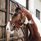 Lead Rope Kentucky Plaited Dark Red