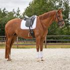 Leg Protectors QHP Champion Front White