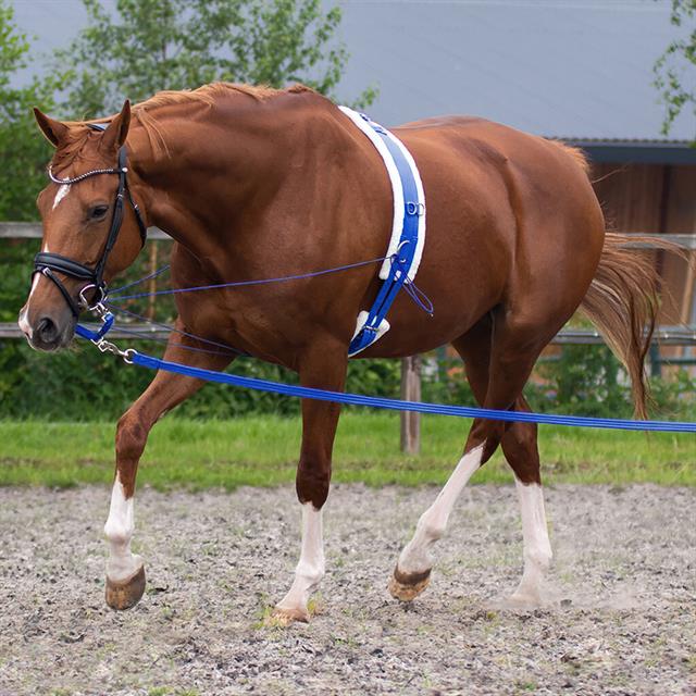 Lunging Surcingle QHP Ontario Mid Blue