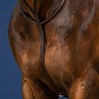 Martingale Dy'on US Hunter Collection Brown