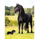 Mini Toy Pony LeMieux Spike Black