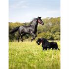 Mini Toy Pony LeMieux Spike Black
