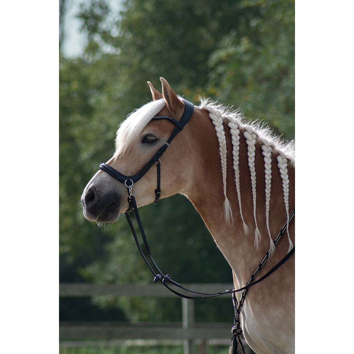 Bitless Bridle QHP Anatomical Brown - Epplejeck