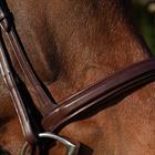 Noseband Dy'on Flash With Removable Sper New English Collection Brown