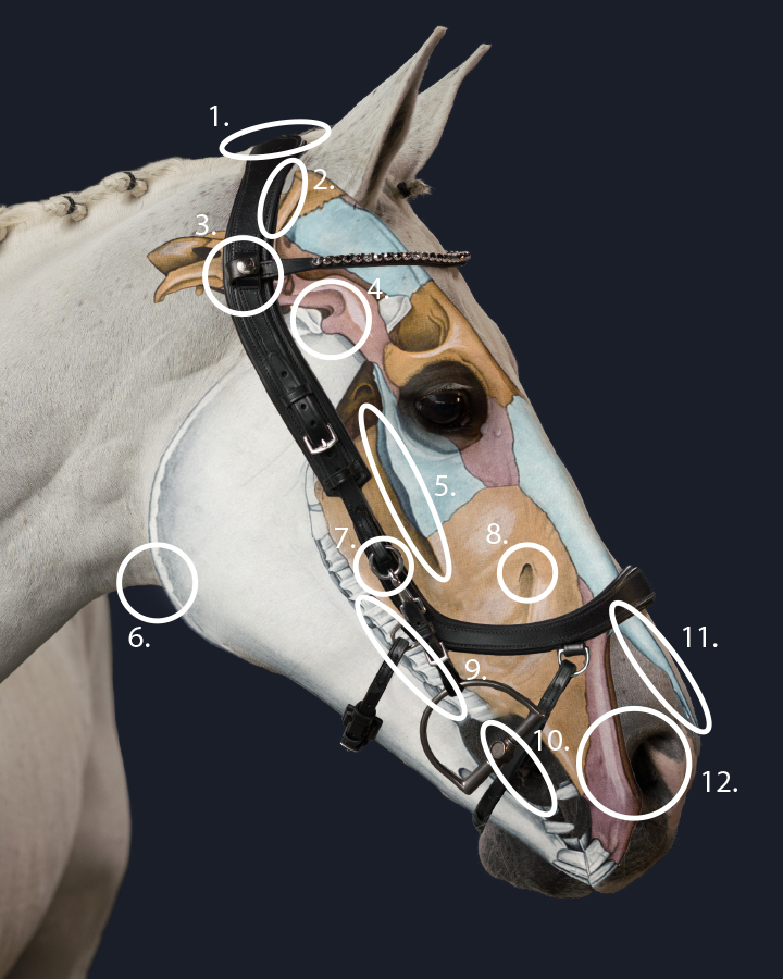 PresTeq FaySport anatomical bridle