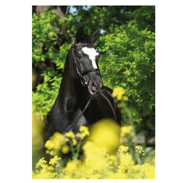Postcard Black Horse Other