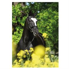 Postcard Black Horse