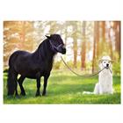 Postcard Dog Other