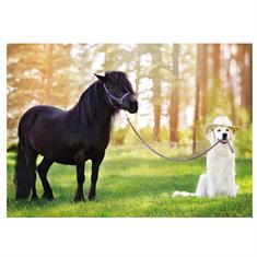 Postcard Dog Other