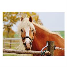 Postcard Horse Life