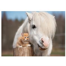 Postcard Pony Kitten Other