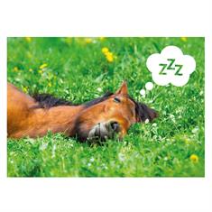 Postcard Sleeping Pony
