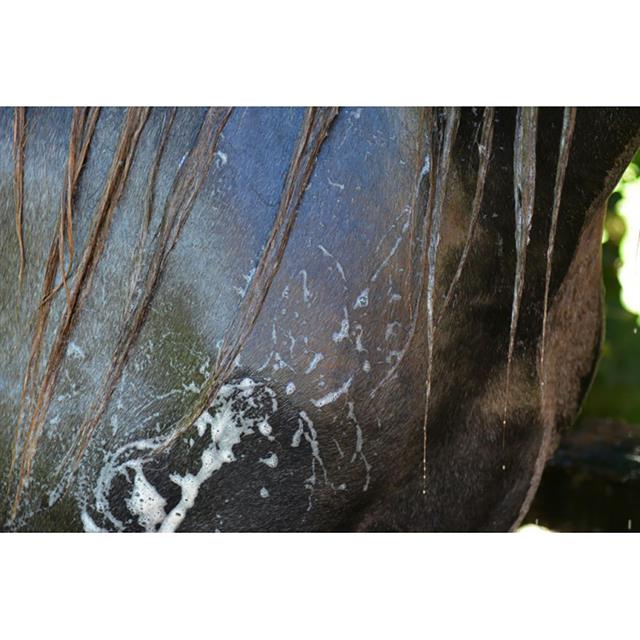 Ravene Easy Shine Shampoo Grey 