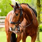 Reins PresTeq FayRein Bitless With Clip + Stops Black