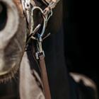 Reins PresTeq FaySport With Clip&Stops Brown