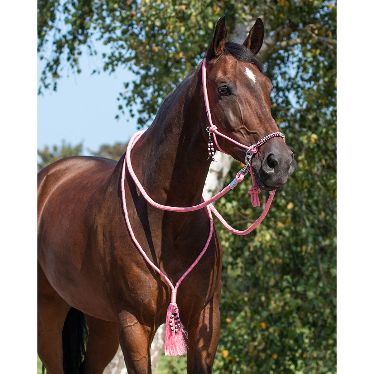 NEW QHP LUNGING ROPE TRAINING AID ROPE IN 4 DIFFERENT COLOUR SALE 