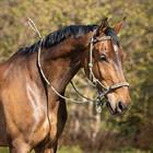 Rope Halter QHP Multi Dark Green