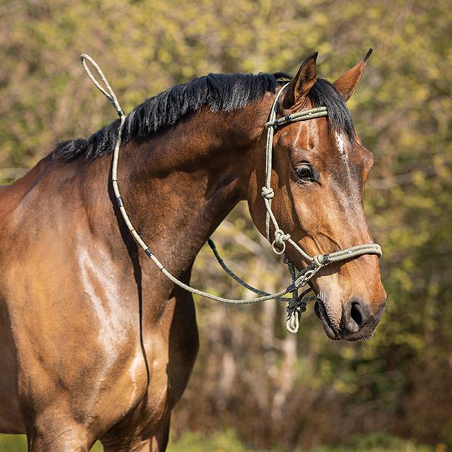 Rope Halter QHP Multi Dark Green