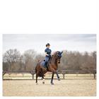 Saddle Pad ANKY 3C Dressage Dark Blue