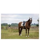 Saddle Pad BR Glamour Chic Brown-Silver