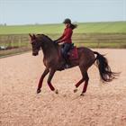 Saddle Pad Equestrian Stockholm Bordeaux Dark Red