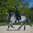 Saddle Pad Equestrian Stockholm Royal Classic Dark Blue