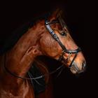Saddle Pad PresTeq PerformNow Versatility Black