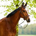 Saddle Pad PresTeq PerformNow Versatility Brown