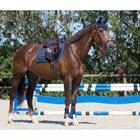 Saddle pad QHP Florence Dark Blue