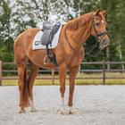 Saddle Pad QHP Number Dressage White