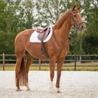 Saddle Pad Sparkle All-Purpose QHP White