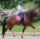 Saddle Pad WeatherBeeta Prime Dressage Dark Pink