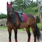 Saddle Pad WeatherBeeta Prime Dressage Dark Red