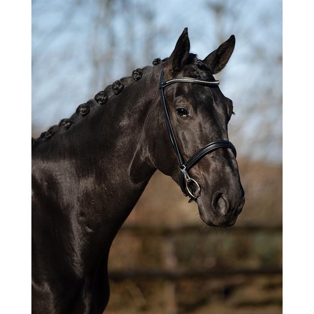 Show Bridle QHP Vesta Black