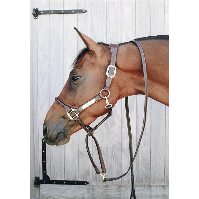 Show Lead Kentucky Brown