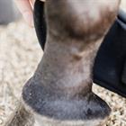 Springglocken Ballenschutz Kentucky Black