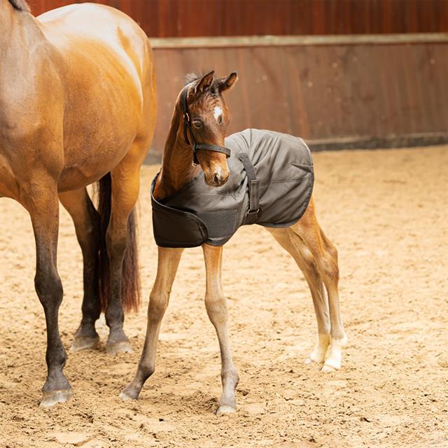 Stable Rug Harry's Horse Foal 100g Black