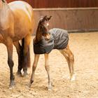 Stalldecke Fohlen 100 g Harry's Horse Black