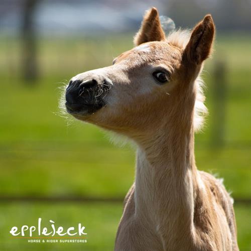 Tips on weaning your foal