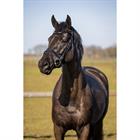 Training Bridle HORSEGEAR Bridle HGWellington Black