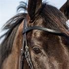 Training Bridle HORSEGEAR Bridle HGWellington Black