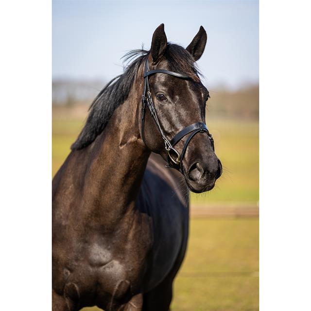 Training Bridle HORSEGEAR Bridle HGWellington Black