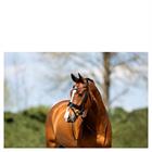 Trense ATH20005 Anky Black