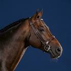 Trense Cavesson Hunter US Hunter Collection Dy'on Brown