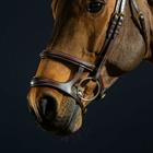 Trense mit Doppelreithalfter D Collection Dy'on Brown