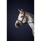 Trense mit kombiniertem Reithalfter New English Collection by Dy'on Brown