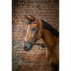 Trense mit verstellbarem Reithalfter D Collection Dy'on Brown
