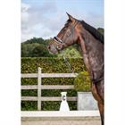 Trense Patent Large Crank White Padding Dressage Collection by Dy'on Black