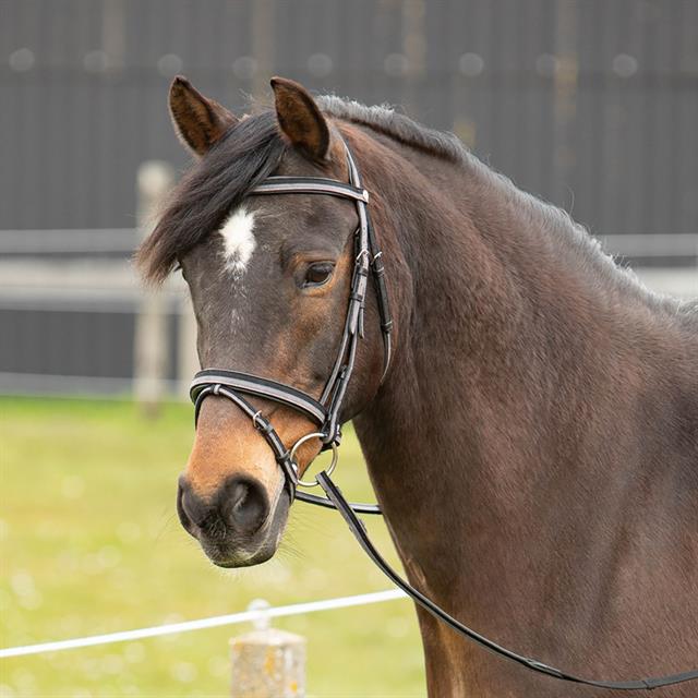 Trense Two-Tone Harry's Horse Black-Grey