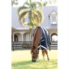 Turnout Rug Horseware Amigo 1200D 50gr Dark Blue-Grey
